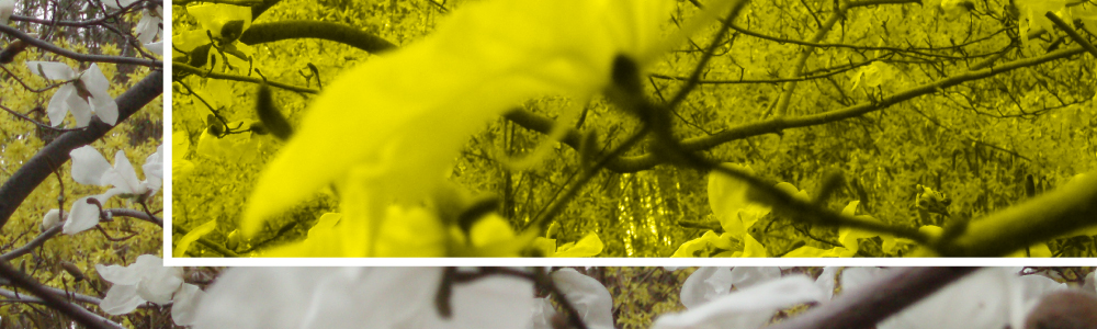 Yellow block over blossoms