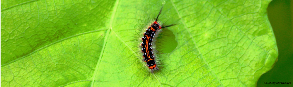 Banner digitally coloured Kelly Green